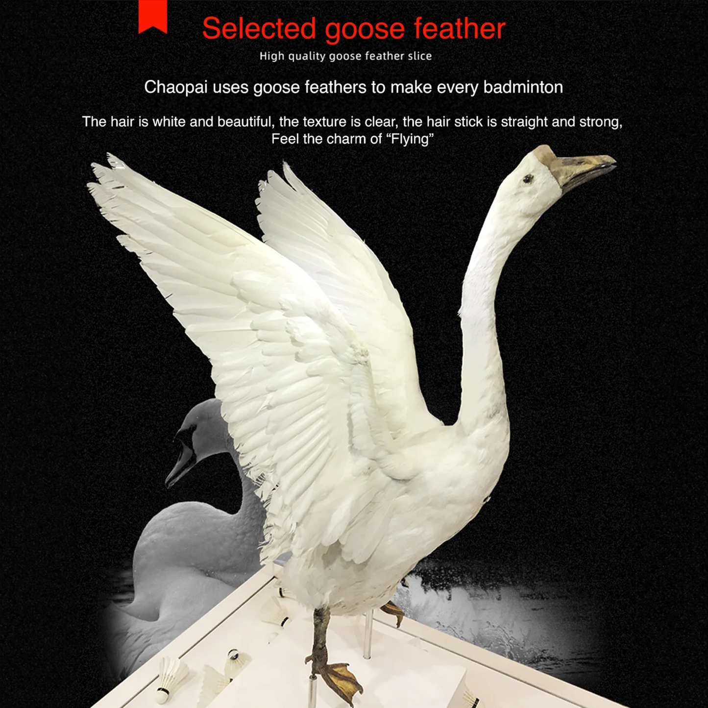 Chao Pai Purple Shuttlecock Goose Feather - Bonbonbadminton